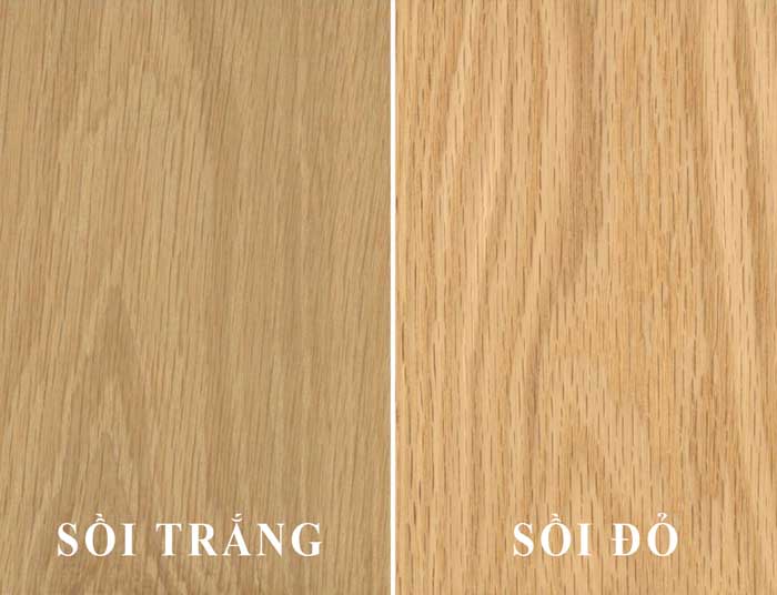 Gỗ sồi được chia làm 2 loại: Sồi trắng và sồi đỏ