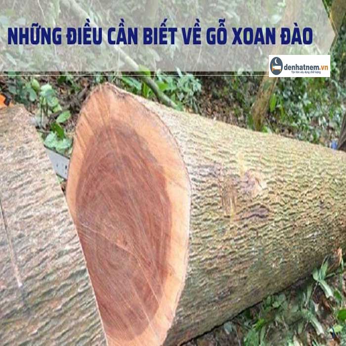 Gỗ xoan đào - Đặc điểm, cách nhận biết và ứng dụng trong cuộc sống