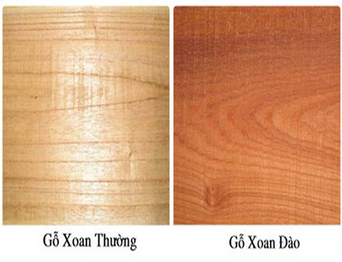 Vỏ xoan đào nhẵn, có màu tro nâu hơi bạc