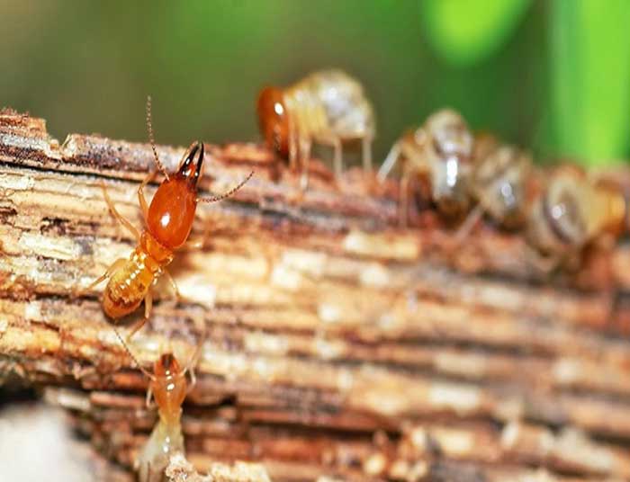 Gỗ sồi có khả năng chống mối mọt hoàn hảo hơn gỗ xoan đào