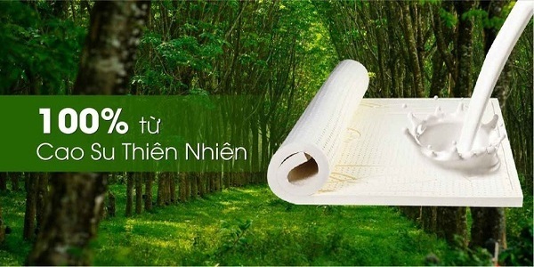 Nệm cao su thiên nhiên 100 phần trăm từ mủ cây cao su nguyên chất