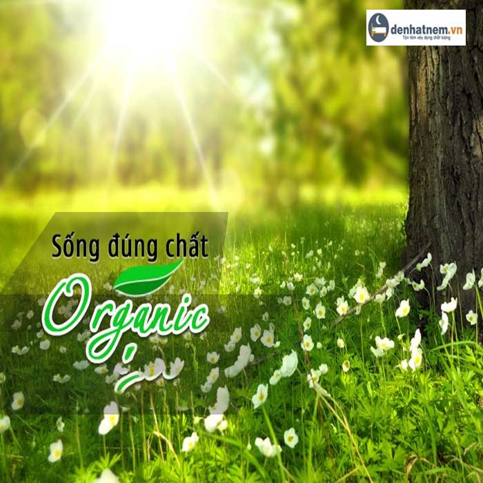 Nệm Organic - Xu hướng sống đúng "chất Organic"